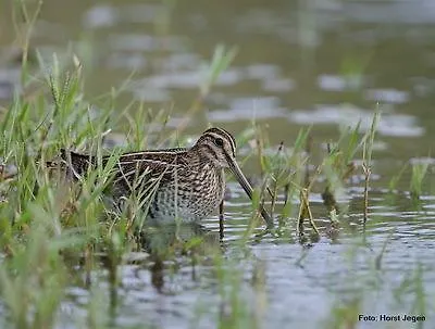 Jungferweiher * ウルメン